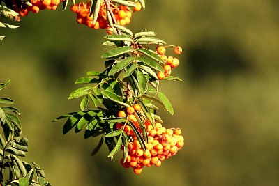Když zrají jeřabiny