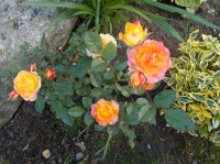 Skalková růžička