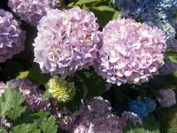 Květy hortenzie