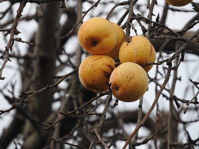 dscn4067-jablka.jpg