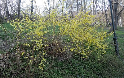 Ještě jedna  forsytie