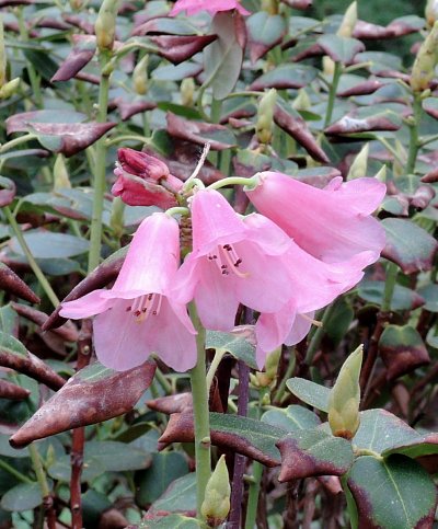 Zvonečky čekají, jenom zazvonit