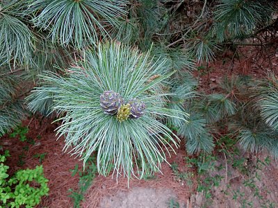 Mladé šišky u borovice