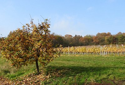 dscn5718-vinice.jpg