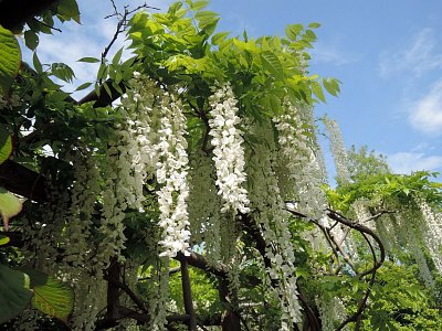 I vistárie už kvetou