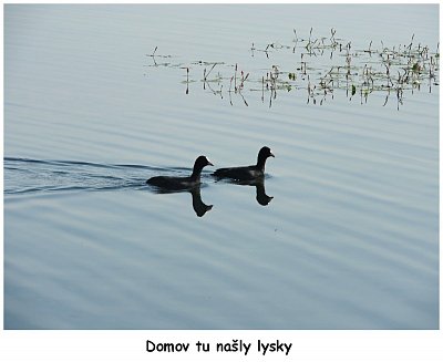 dscn7987-dve-lysky.jpg