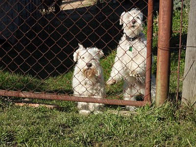 dva-psi-za-plotem.jpg