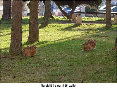 dva-zajici-na-sidlisti.jpg