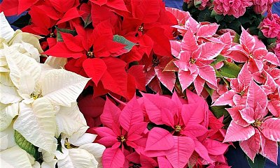 Jak udržet vánoční hvězdu co nejdéle