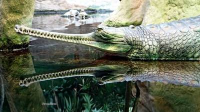 gavial-zrcadleni.jpg