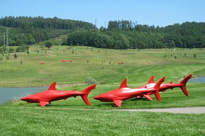 Pozor - žralok rudý *