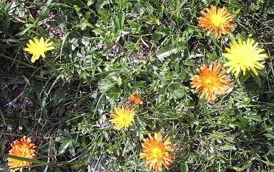 06. hieracium-alpinum-jeřábník-alpský