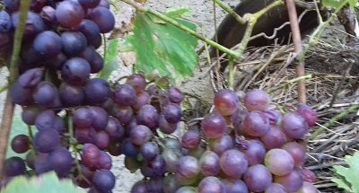 Hrozny a prázdné hnízdo