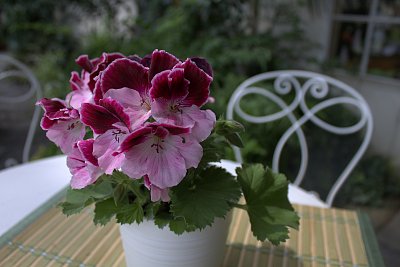 Zátiší v Květné zahradě