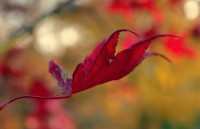 Na tváři mě lechtá babí léto, už je říjen, podzim pospíchá … 