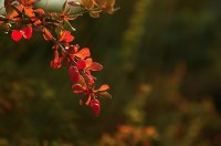 Na tváři mě lechtá babí léto, už je říjen, podzim pospíchá … 