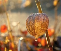Na tváři mě lechtá babí léto, už je říjen, podzim pospíchá … 