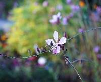 Na tváři mě lechtá babí léto, už je říjen, podzim pospíchá … 