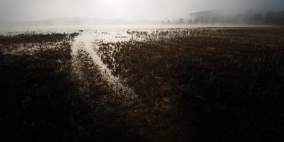 Mlha na blatech