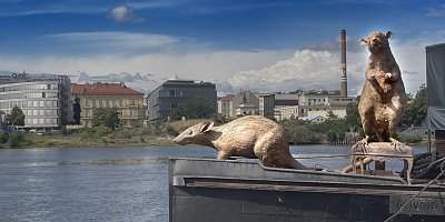 Krysy už jsou tady, je jich plno všady...