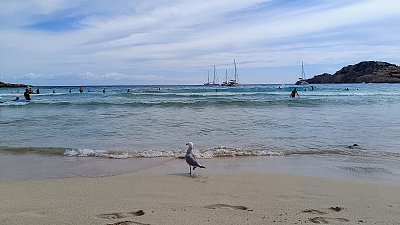 Vzpomínka na Jonathana Livingstonea ;-)