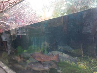 UNIVERSUM - podmořský svět