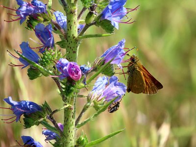 Soumračník na hadinci