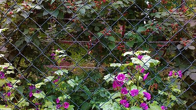 Ostružiny za plotem se zatím ještě neopálily do tmava, musím přijít až tak za měsíc!