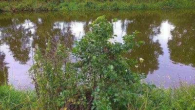Stromy i keře shlížejí do zrcadla řeky