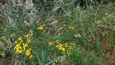 Radost pohledět - louky plné květů