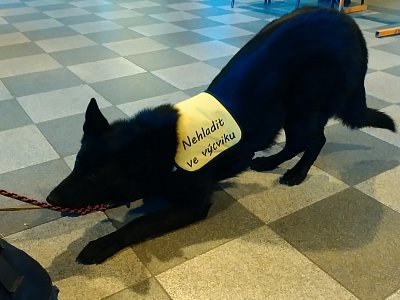 Uctivě mě vítal pes