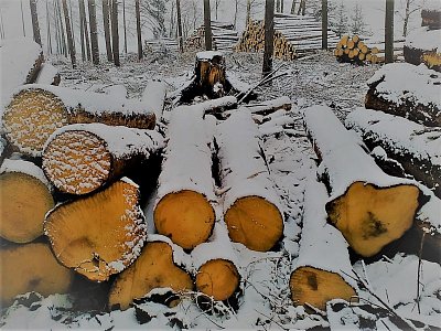 Do záběru se mi vešla jen malá část toho pokáceného dříví.