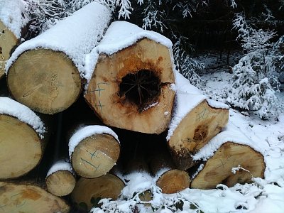 Některé kmeny jsou značně prožrané a prohnilé.
