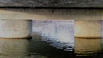 Holubi si našli přistávací plochu mezi pilíři pod mostem