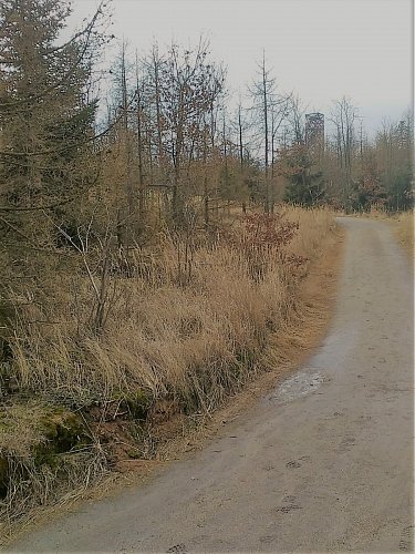 Konečně se mi ukázala mezi stromy - rozhledna.