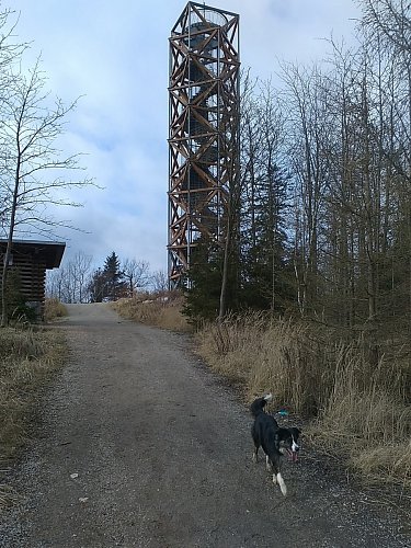 Tento pes sice není můj, ale chce mi dokázat, že on došel k rozhledně dřív než já!