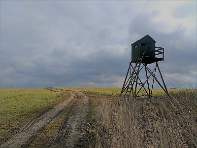 Posed na okraji lesa