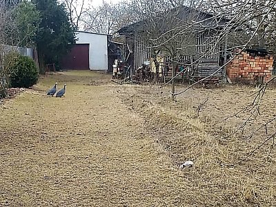 Perličky mi utekly, ale bílá kočka vpředu vpravo číhá dál ve strouze.