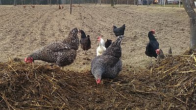 Slepice se nenechaly rušit - měly napilno, zobaly a zobaly...