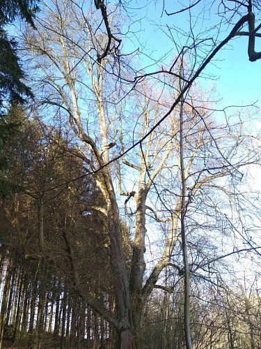 Lípa srdčitá-552 cm obvod kmene,výška23 m