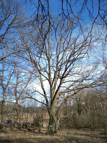 Dub letní-380 cm obvod kmene -20 m výška