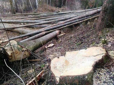 Tuhle spoušť nezpůsobili husité, ale přivodil ji kdo asi? Samozřejmě kůrovec.