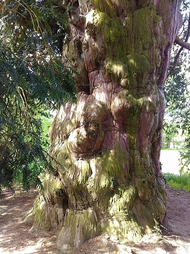 Obvod kmene je 360 cm