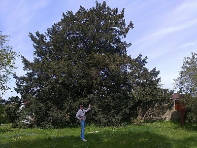 Tento nejstarší tis červený má výšku 14 metrů a stejně širokou má korunu