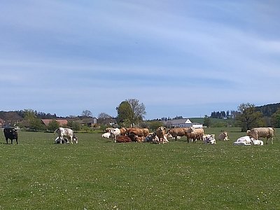 Před Pavlovem jsem toto stádo obešla nejprve omylem zprava, zašla jsem si 1 km