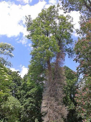 Nevím, zda tento strom usychá odzdola? Možná to tak má být? Nepoznala jsem ho.
