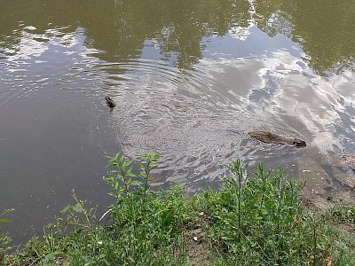 Copak to k nám plave? Počkáme, až se nám ukáže. Kouká mu velký kus kožešiny.