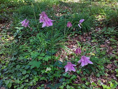 Různé jarní kvítky v plném rozkvětu.