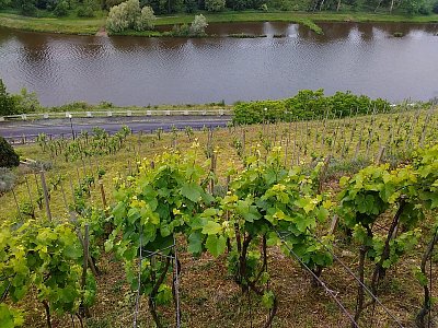 Na svazích pod zámkem jsou rozlehlé vinice