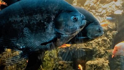 Život v Obřím akváriu (1)